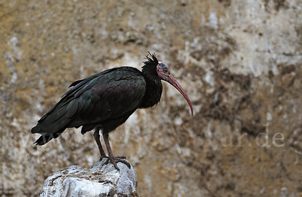 Waldrapp (Geronticus eremita)