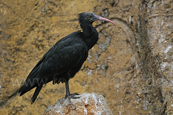 Waldrapp (Geronticus eremita)