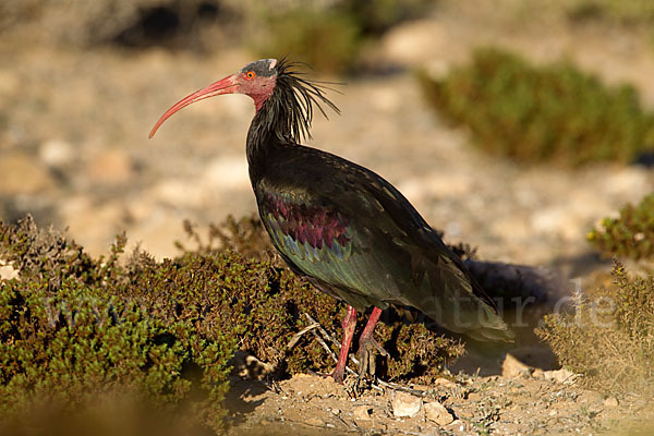 Waldrapp (Geronticus eremita)