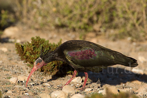 Waldrapp (Geronticus eremita)