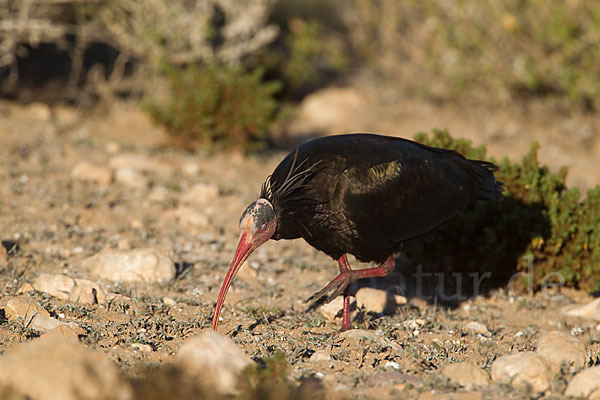 Waldrapp (Geronticus eremita)