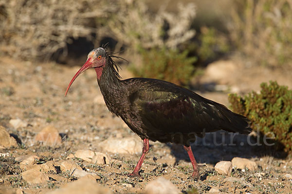 Waldrapp (Geronticus eremita)