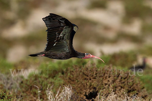 Waldrapp (Geronticus eremita)