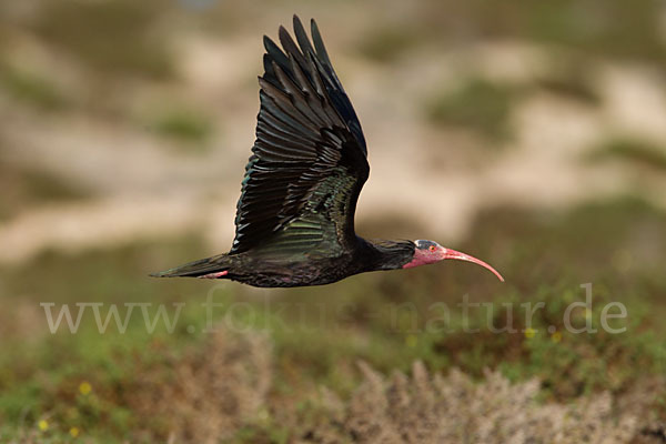 Waldrapp (Geronticus eremita)