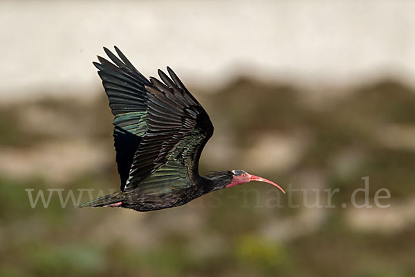 Waldrapp (Geronticus eremita)