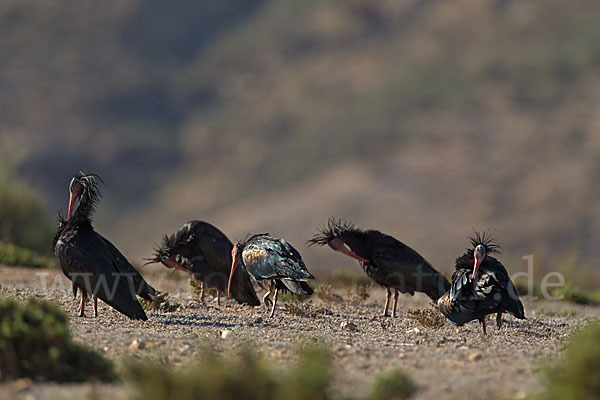 Waldrapp (Geronticus eremita)