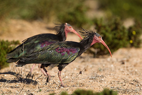 Waldrapp (Geronticus eremita)