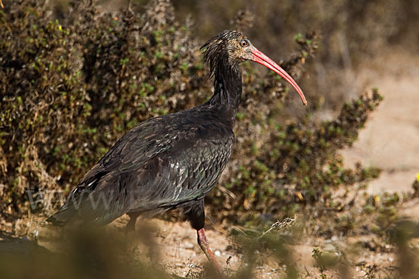 Waldrapp (Geronticus eremita)