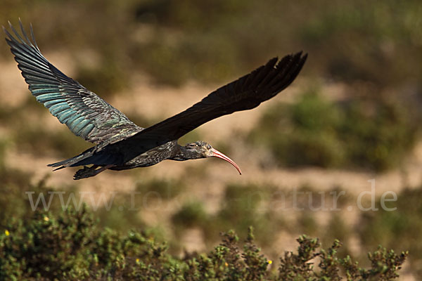 Waldrapp (Geronticus eremita)