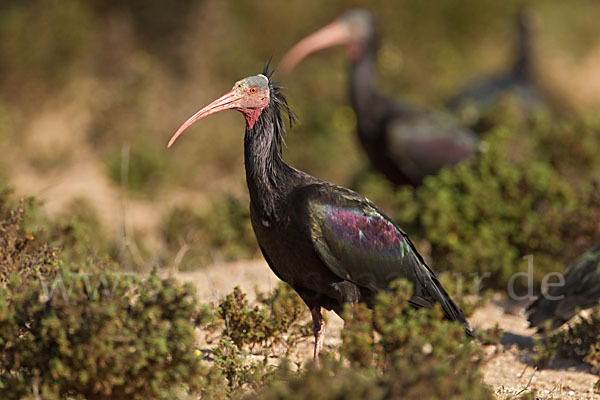 Waldrapp (Geronticus eremita)