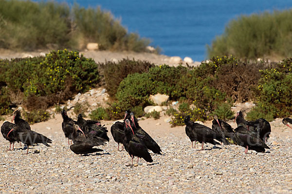 Waldrapp (Geronticus eremita)