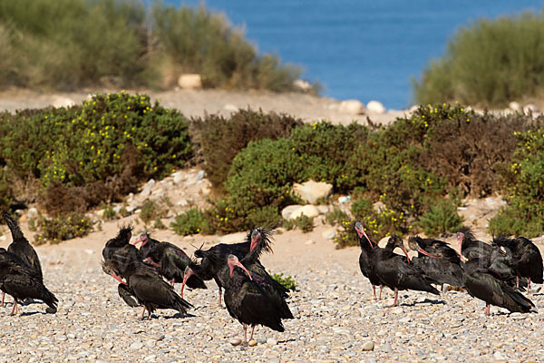 Waldrapp (Geronticus eremita)