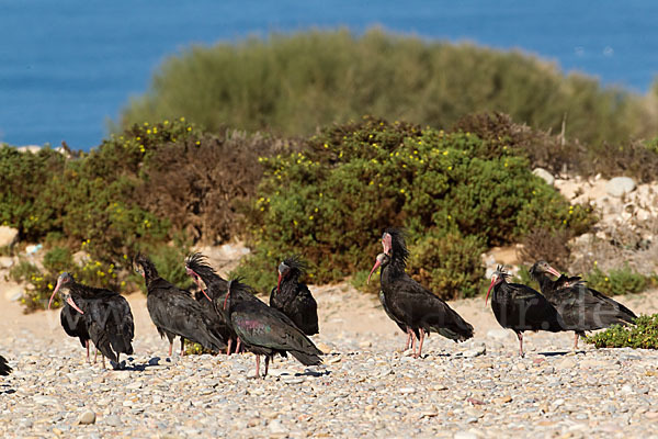 Waldrapp (Geronticus eremita)