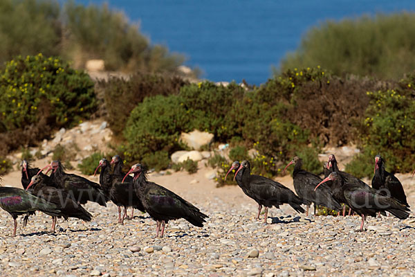 Waldrapp (Geronticus eremita)