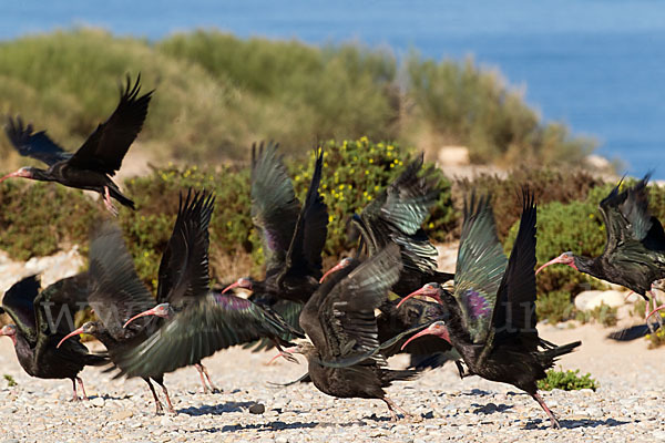 Waldrapp (Geronticus eremita)