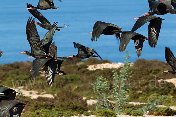 Waldrapp (Geronticus eremita)