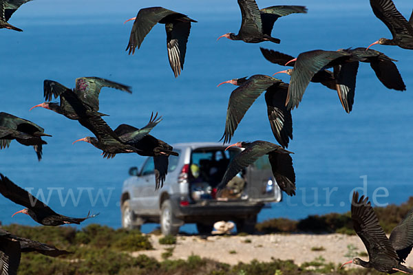 Waldrapp (Geronticus eremita)