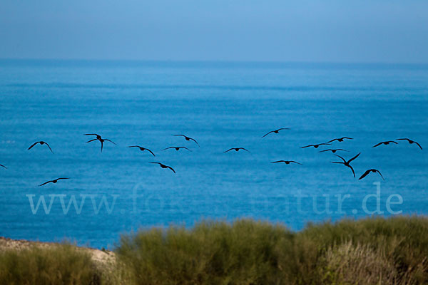 Waldrapp (Geronticus eremita)