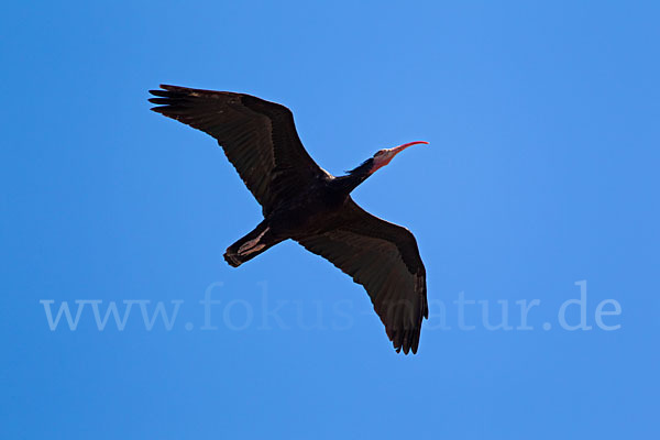 Waldrapp (Geronticus eremita)