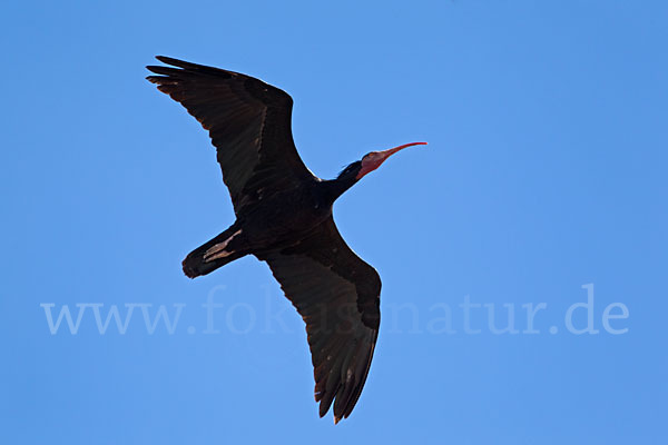 Waldrapp (Geronticus eremita)