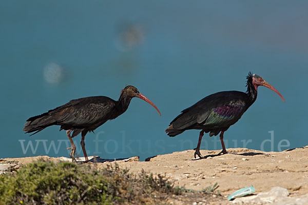 Waldrapp (Geronticus eremita)