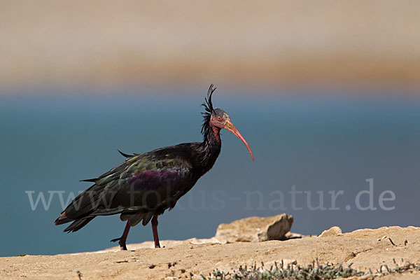 Waldrapp (Geronticus eremita)