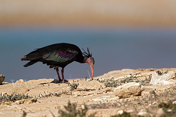 Waldrapp (Geronticus eremita)