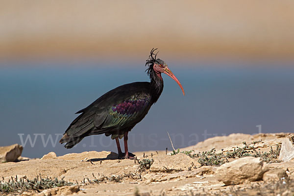 Waldrapp (Geronticus eremita)