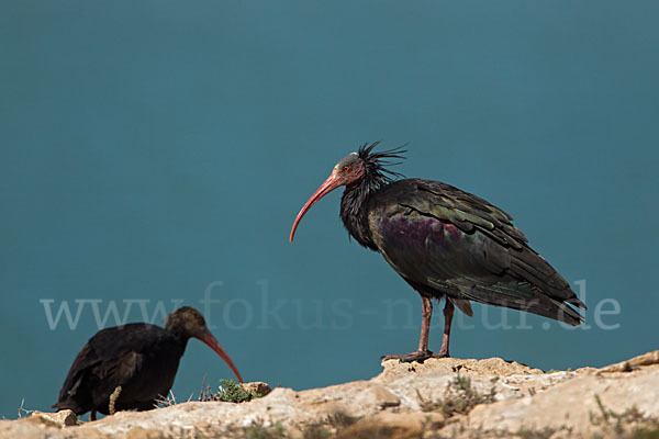 Waldrapp (Geronticus eremita)