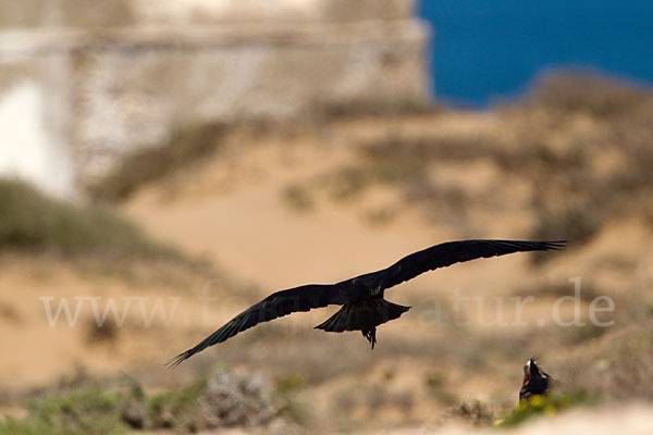 Waldrapp (Geronticus eremita)