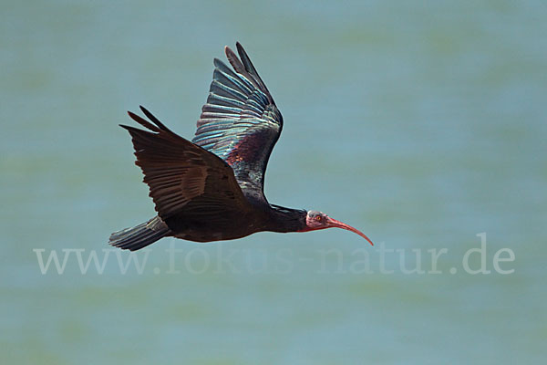 Waldrapp (Geronticus eremita)