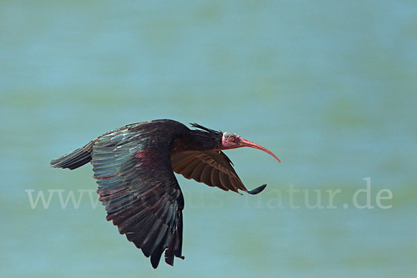 Waldrapp (Geronticus eremita)