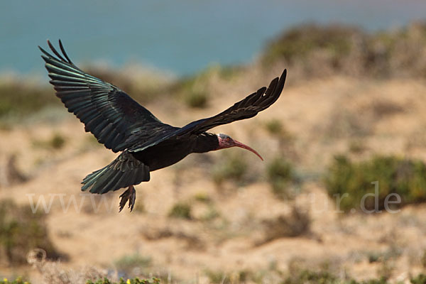 Waldrapp (Geronticus eremita)