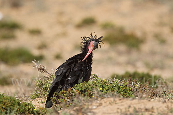 Waldrapp (Geronticus eremita)