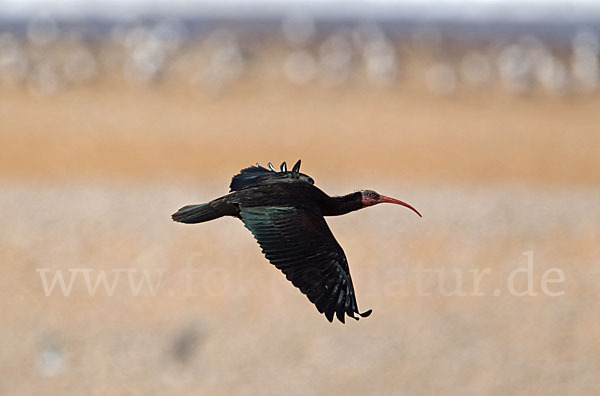 Waldrapp (Geronticus eremita)