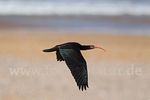 Waldrapp (Geronticus eremita)