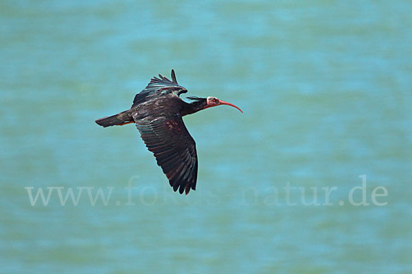 Waldrapp (Geronticus eremita)