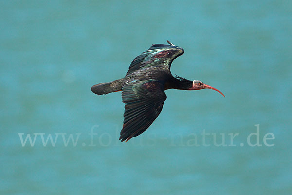 Waldrapp (Geronticus eremita)