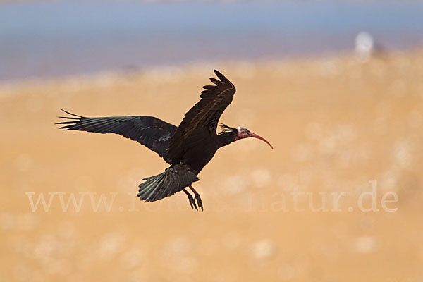 Waldrapp (Geronticus eremita)