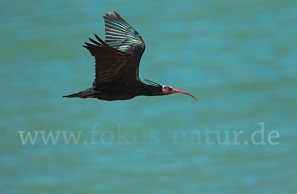 Waldrapp (Geronticus eremita)