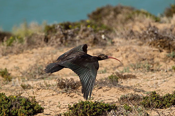 Waldrapp (Geronticus eremita)