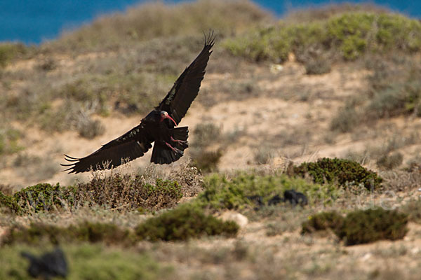 Waldrapp (Geronticus eremita)