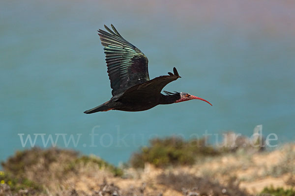 Waldrapp (Geronticus eremita)