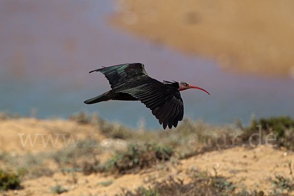 Waldrapp (Geronticus eremita)