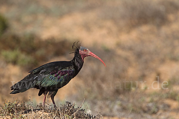 Waldrapp (Geronticus eremita)