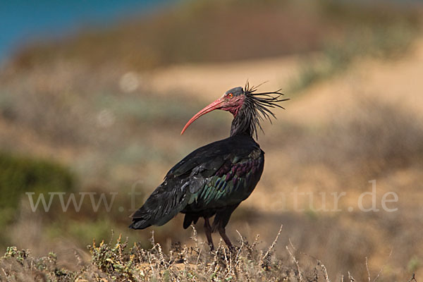 Waldrapp (Geronticus eremita)