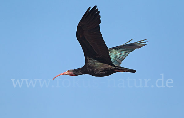 Waldrapp (Geronticus eremita)