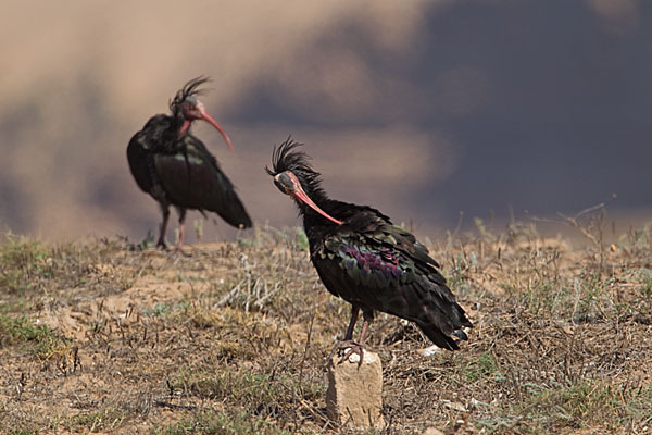 Waldrapp (Geronticus eremita)