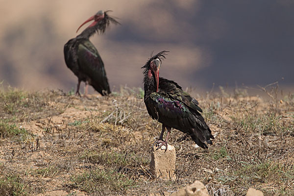 Waldrapp (Geronticus eremita)