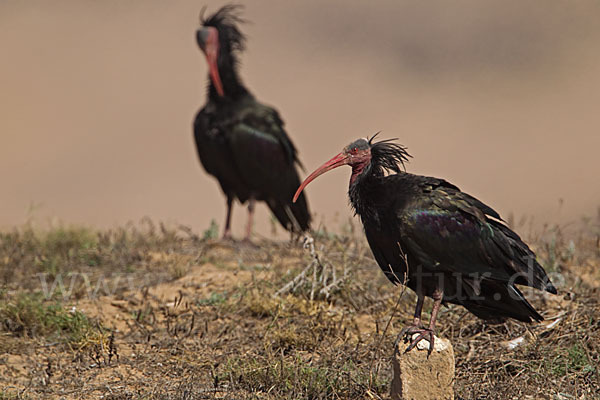 Waldrapp (Geronticus eremita)